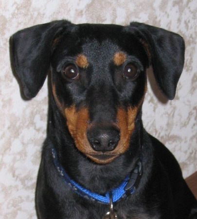 Deutscher Pinscher Hunde Foto 37807 in höherer Auflösung ansehen Deutscher Pinscher Mad Max Lucca von der Rheinebene