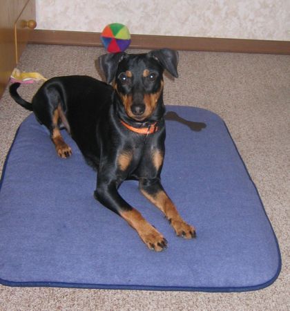 Deutscher Pinscher Hunde Foto 37808 in höherer Auflösung ansehen Deutscher Pinscher Mad Max Lucca von der Rheinebene