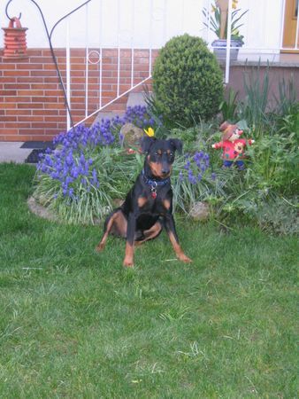 Deutscher Pinscher Hunde Foto 37806 in höherer Auflösung ansehen Deutscher Pinscher Mad Max Lucca von der Rheinebene 11 Monate