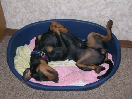 Deutscher Pinscher Hunde Foto 37910 in höherer Auflösung ansehen Deutscher Pinscher Mad Max Lucca von der Rheinebene fühlt sich pinscherwohl