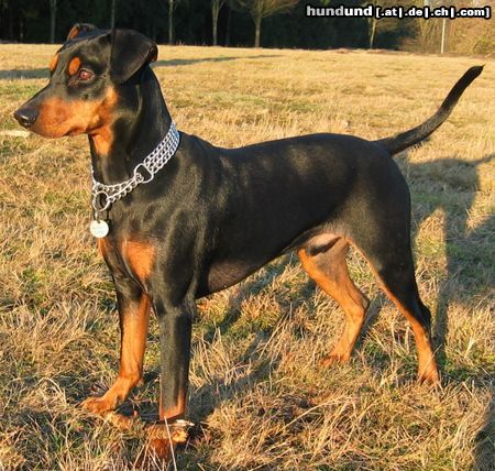 Deutscher Pinscher Hunde Foto 9183 Deutscher Pinscher Cedric von der Hasenburg