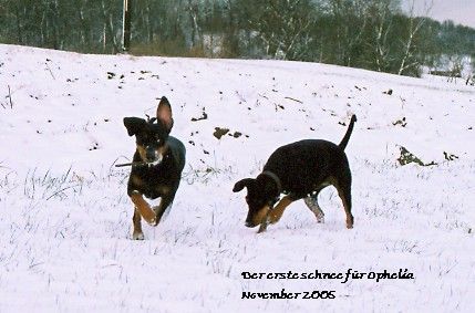 Deutscher Pinscher Hunde Foto 28116 Deutscher Pinscher Lebensfreude pur (Dinka & Ophelia)