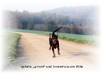 Deutscher Pinscher Hunde Foto 27637 Deutscher Pinscher Ophelia