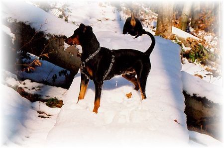 Deutscher Pinscher Hunde Foto 28182 Deutscher Pinscher Tour de Ge-Ländle - Ophelias WinterErstbegehung