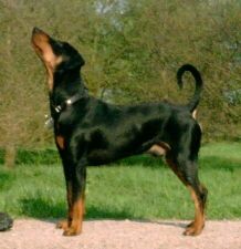 Deutscher Pinscher Hunde Foto 574 Deutscher Pinscher Clifford von der Hasenburg