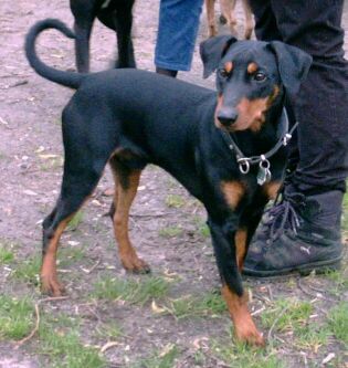Deutscher Pinscher Hunde Foto 575 Deutscher Pinscher Clifford von der Hasenburg
