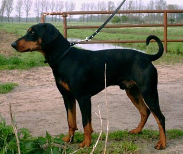 Deutscher Pinscher Hunde Foto 576 Deutscher Pinscher Clifford von der Hasenburg
