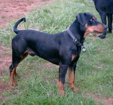 Deutscher Pinscher Hunde Foto 577 Deutscher Pinscher Clifford von der Hasenburg
