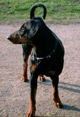 Deutscher Pinscher Hunde Foto 578 Deutscher Pinscher Clifford von der Hasenburg