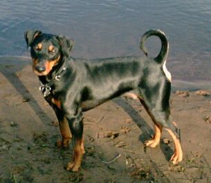 Deutscher Pinscher Hunde Foto 579 Deutscher Pinscher Clifford von der Hasenburg