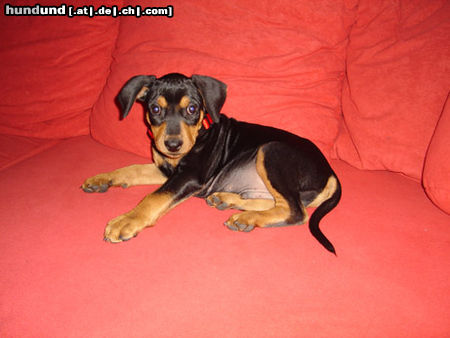 Deutscher Pinscher Hunde Foto 25071 in höherer Auflösung ansehen Deutscher Pinscher