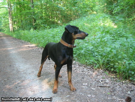 Deutscher Pinscher Haller Bodhi