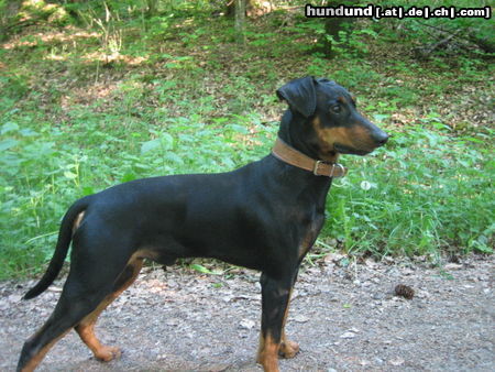 Deutscher Pinscher Hunde Foto 45917 in höherer Auflösung ansehen Deutscher Pinscher Haller Bodhi