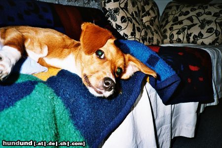 Deutscher Pinscher Hunde Foto 2724 Deutscher Pinscher Ich bin die hübsche Chayenne