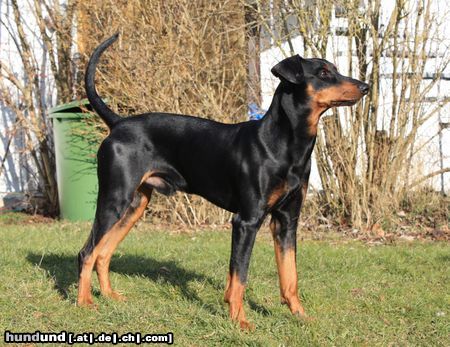 Deutscher Pinscher Hunde Foto 45034 in höherer Auflösung ansehen Deutscher Pinscher Haller Bodhi
