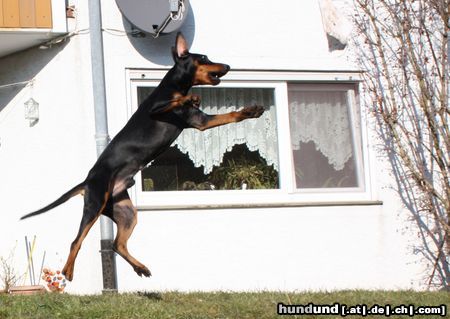 Deutscher Pinscher Hunde Foto 45035 in höherer Auflösung ansehen Deutscher Pinscher Bodhi in action