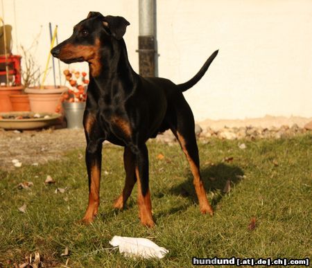 Deutscher Pinscher Haller Bodhi