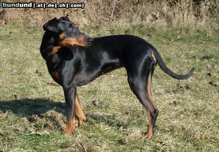 Deutscher Pinscher Hunde Foto 44029 Deutscher Pinscher Cosmea vom Nordkristall