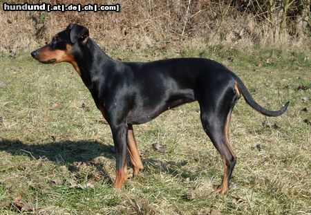 Deutscher Pinscher Hunde Foto 44030 Deutscher Pinscher Cosmea vom Nordkristall