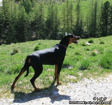 Deutscher Pinscher Hunde Foto 44364 Deutscher Pinscher Haller Deutsche Pinscher