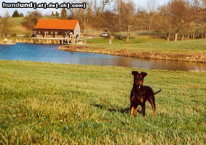 Deutscher Pinscher Hunde Foto 16807 Deutscher Pinscher Dinka von der Hasenburg (Am Breiteichsee)