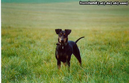 Deutscher Pinscher Dinka von der Hasenburg