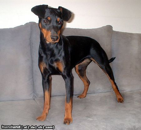 Deutscher Pinscher Hunde Foto 14419 Deutscher Pinscher Angel (Angie v.d. Keltenschanze, 10 Monate)