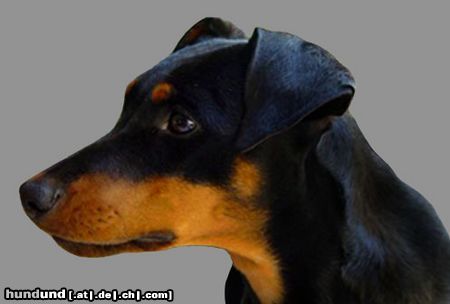 Deutscher Pinscher Hunde Foto 10455 Deutscher Pinscher Kopfstudie Angel (Angie v.d. Keltenschanze, 8 Monate)
