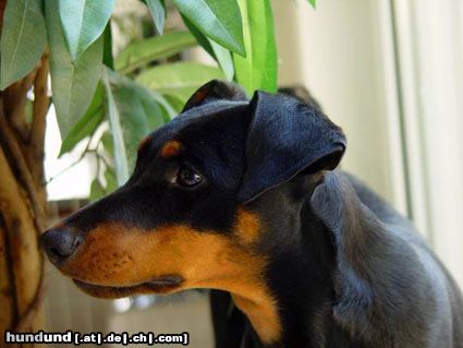Deutscher Pinscher Hunde Foto 14422 Deutscher Pinscher Angel (Angie v.d. Keltenschanze, 8 Monate)