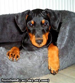 Deutscher Pinscher Hunde Foto 8192 Deutscher Pinscher Angi von der Keltenschanze mit 10 Wochen