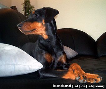 Deutscher Pinscher Hunde Foto 8191 Deutscher Pinscher Angi von der Keltenschanze mit 5 Monaten