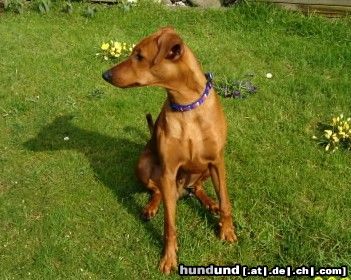 Deutscher Pinscher Junghund, 10 Monate alt, Arian DPr, B./Fam.Kempfer