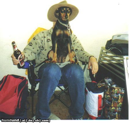 Deutscher Pinscher Hunde Foto 19923 in höherer Auflösung ansehen Deutscher Pinscher Aischa vom Asbachtal