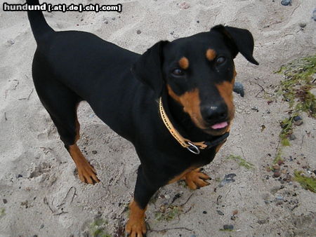 Deutscher Pinscher