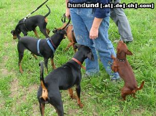 Deutscher Pinscher Hunde Foto 16733 in höherer Auflösung ansehen Deutscher Pinscher DP Treff