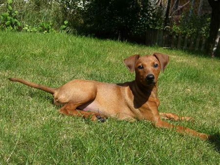 Deutscher Pinscher Hunde Foto 38749 in höherer Auflösung ansehen Deutscher Pinscher Ballanga Bemus