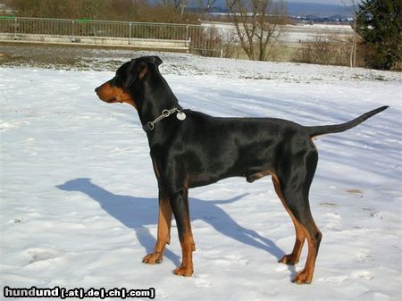 Deutscher Pinscher Hunde Foto 19980 Deutscher Pinscher Bero v. Asbachtal