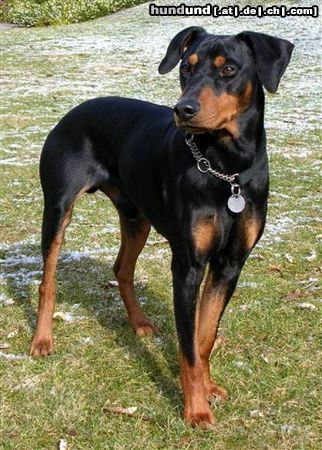 Deutscher Pinscher Bero v. Asbachtal