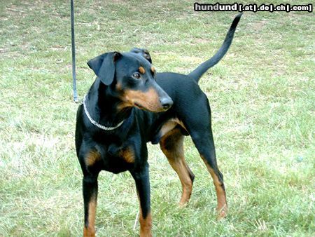 Deutscher Pinscher Hunde Foto 19924 Deutscher Pinscher Banshee vom Asbachtal