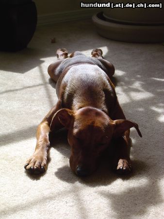 Deutscher Pinscher Hunde Foto 18131 Deutscher Pinscher Luca schläft