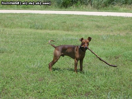 Deutscher Pinscher Hunde Foto 18134 Deutscher Pinscher Luca am Lake Wichita mit 7mo