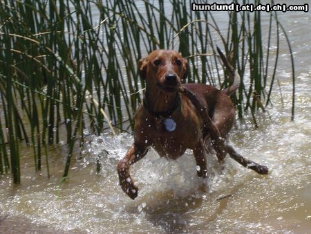 Deutscher Pinscher Luca im Lake Wichita mit 7mo