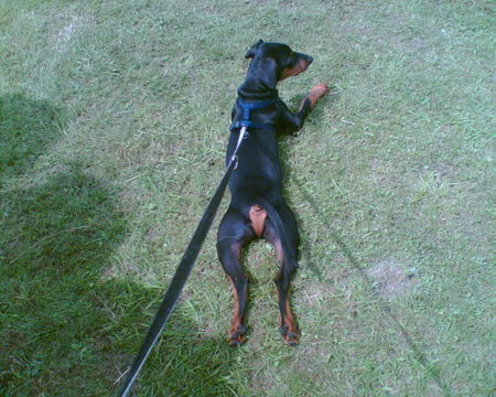Deutscher Pinscher Hunde Foto 39534 in höherer Auflösung ansehen Deutscher Pinscher Quentin's kleine Froschschenkel