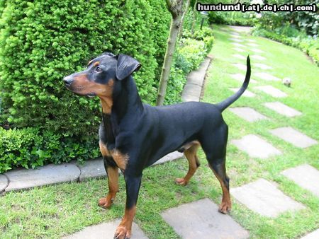 Deutscher Pinscher Florian im Mai 2005 (19 Monate) 