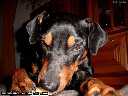 Deutscher Pinscher Hunde Foto 9196 Deutscher Pinscher Cedric von der Hasenburg 2