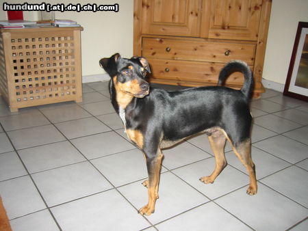 Deutscher Pinscher nochmal Bobby