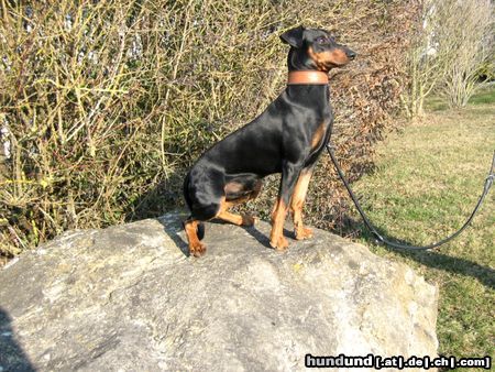 Deutscher Pinscher Haller Bodhi