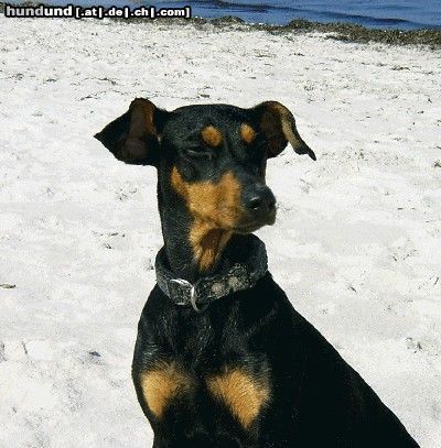Deutscher Pinscher Hunde Foto 10444 Deutscher Pinscher Bonny von der Hasenburg