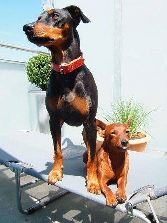 Deutscher Pinscher Hunde Foto 39078 Deutscher Pinscher Tyson und Leroy