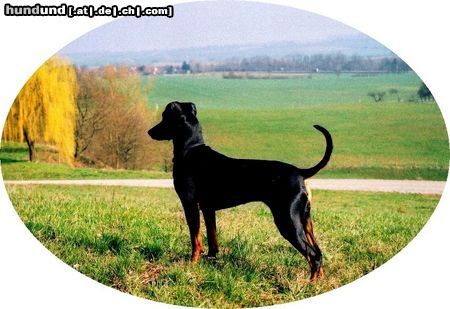 Deutscher Pinscher Hunde Foto 11928 Deutscher Pinscher Dinka von der Hasenburg - 2 Jahre jung